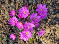 /album/rarity-a-novinky-2026-predjari/hepatica-nobilis-anicka-pink-jpg/